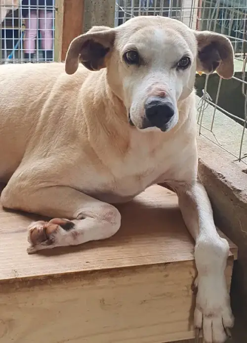 animais para adoção