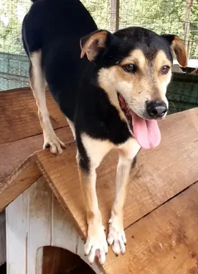 animais para adoção
