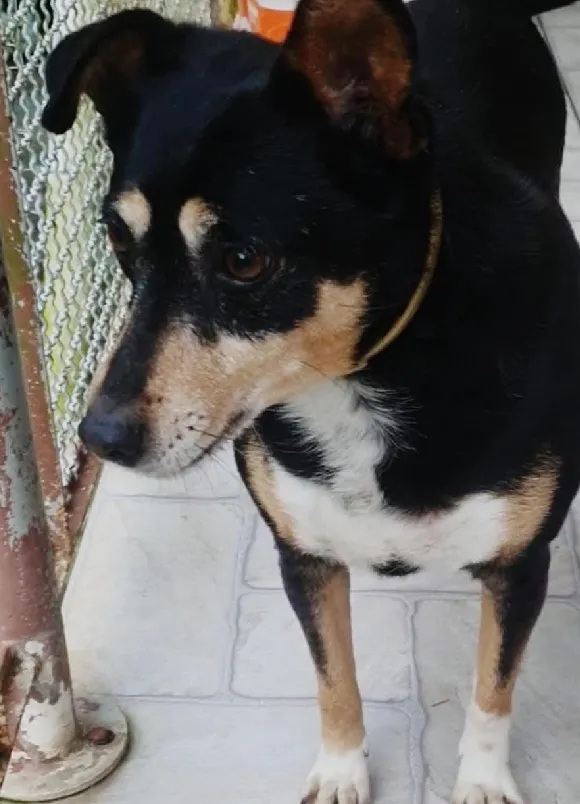 animais para adoção
