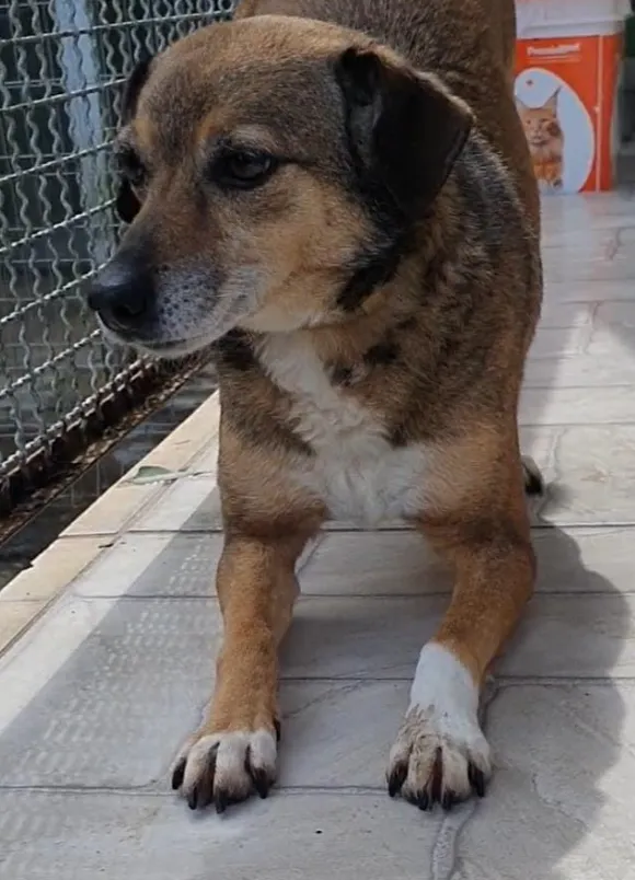 animais para adoção