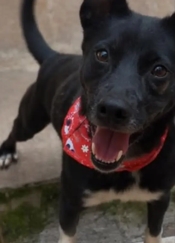 animais para adoção