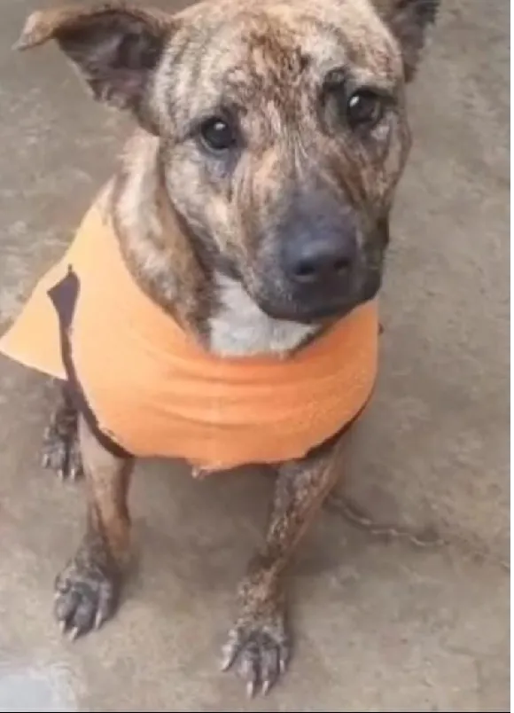 animais para adoção