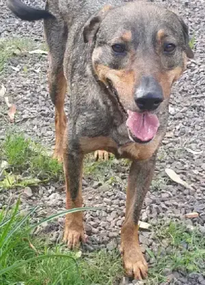 animais para adoção