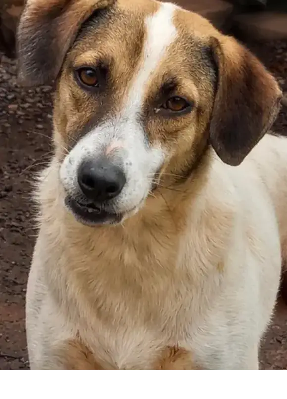 animais para adoção