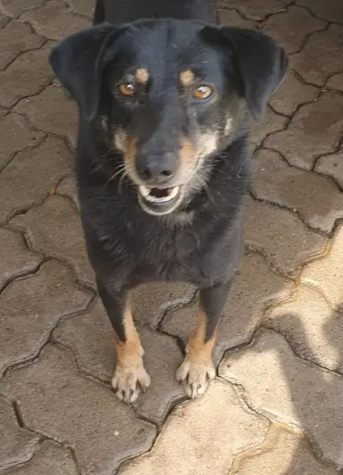 animais para adoção